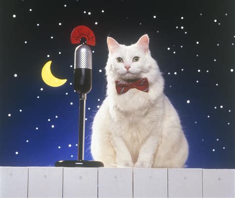 singing cat record collection